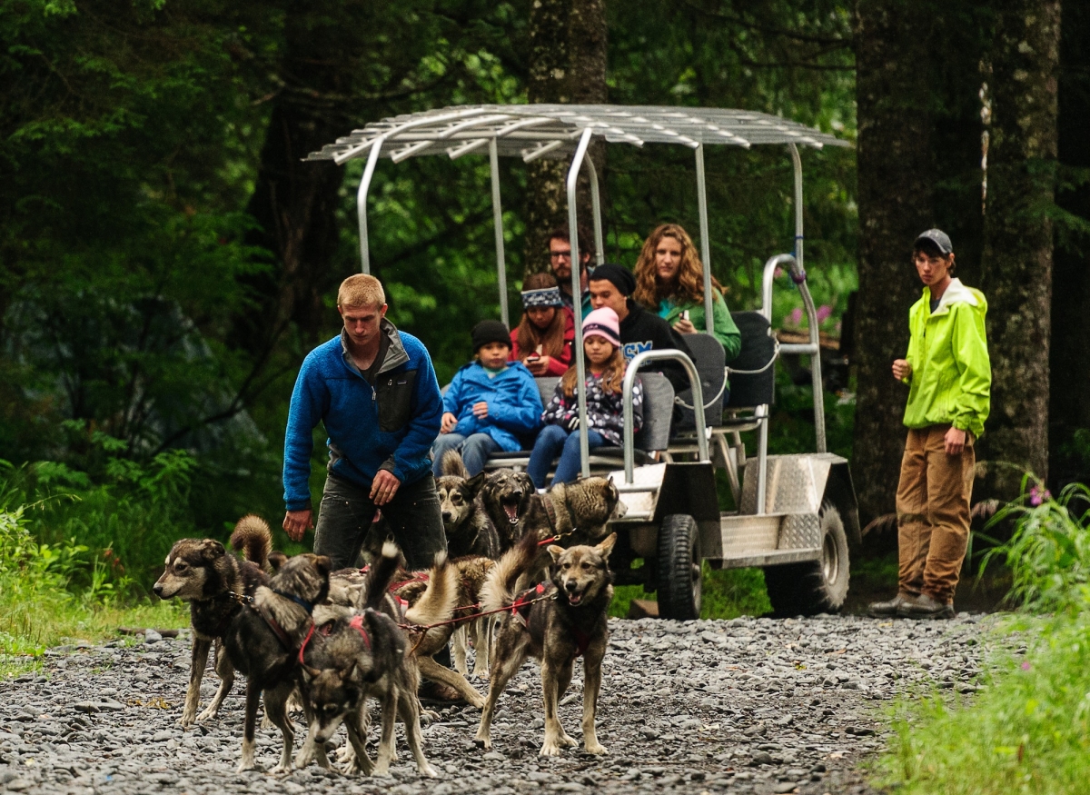 Summer Alaska Dog Sled Tour Dog Sledding in Seward, Alaska